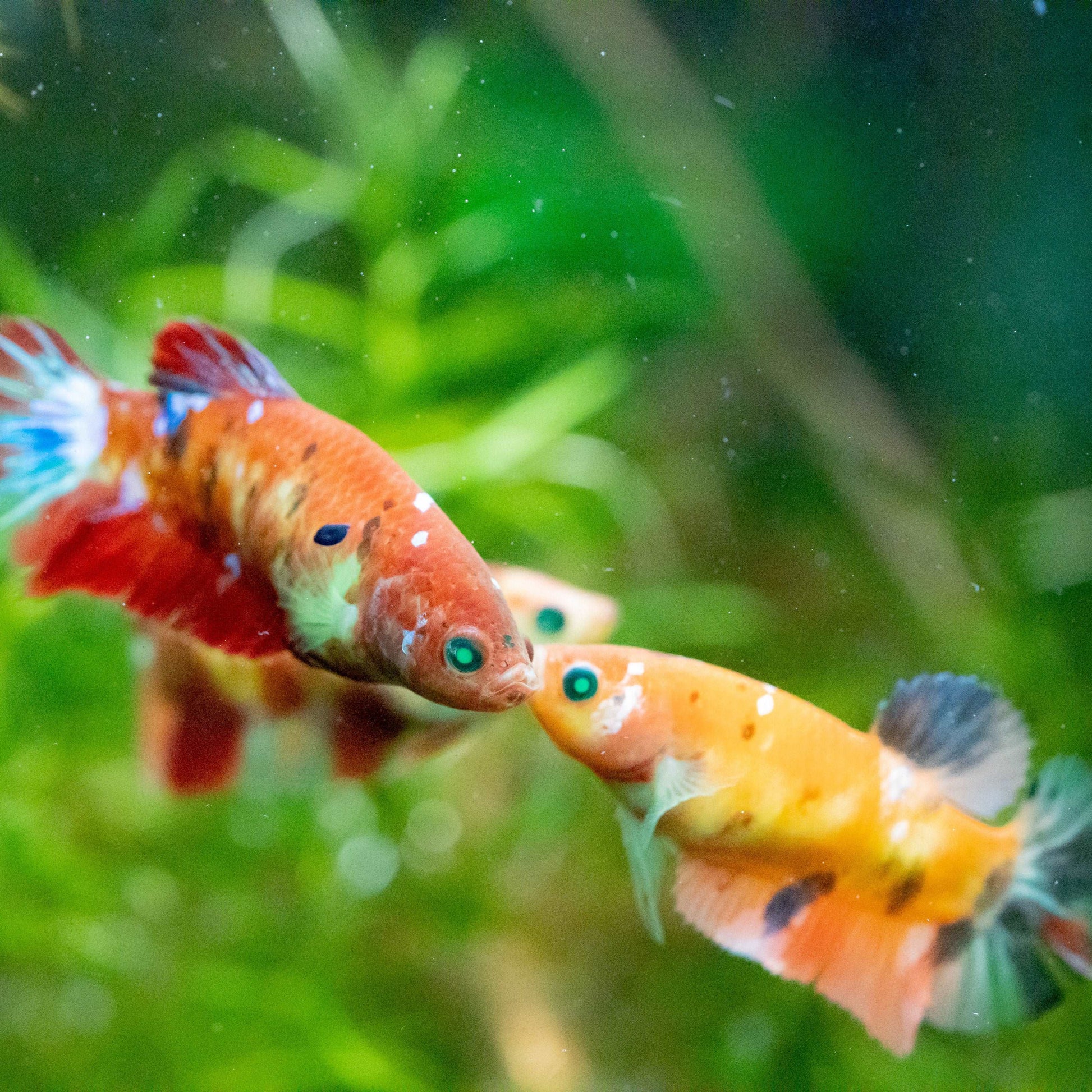 Female Betta Fish Koi Nemo Neon Plakat