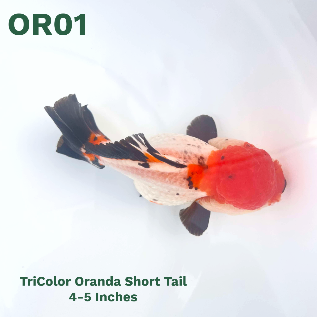 Tri Color Oranda Short Tail | You Pick Goldfish