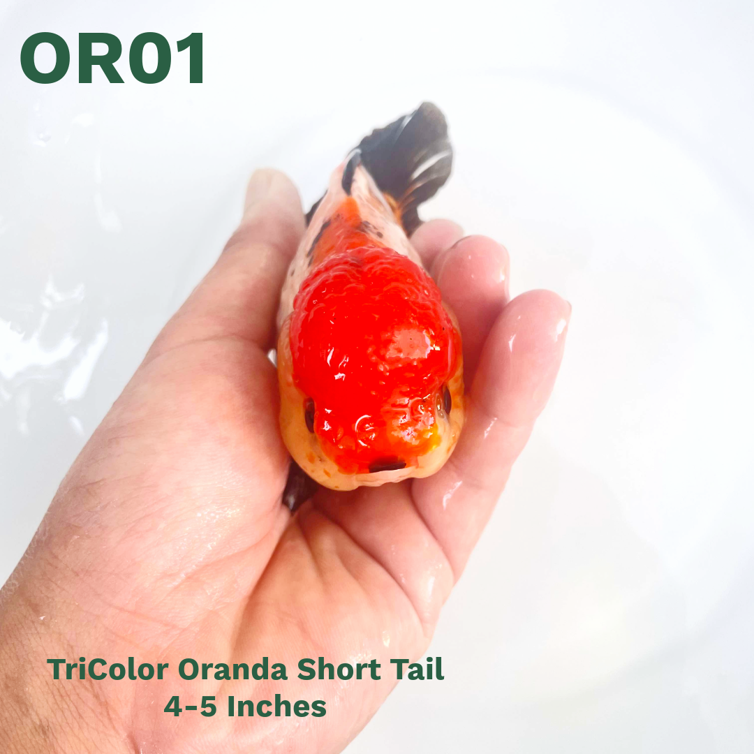 Tri Color Oranda Short Tail | You Pick Goldfish