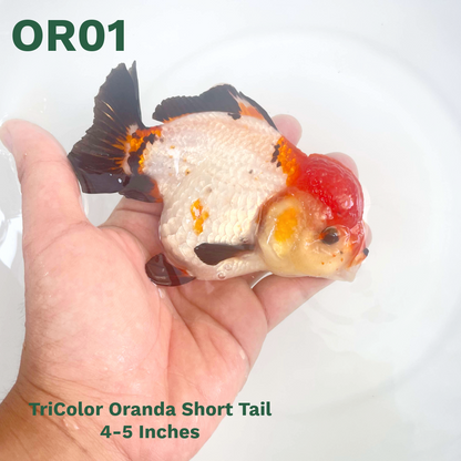 Tri Color Oranda Short Tail | You Pick Goldfish