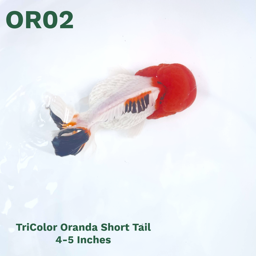 Tri Color Oranda Short Tail | You Pick Goldfish