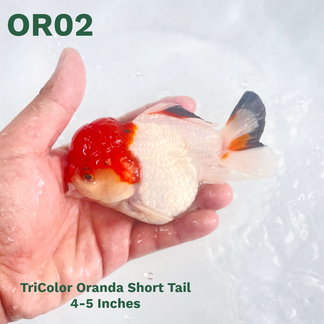 Tri Color Oranda Short Tail | You Pick Goldfish