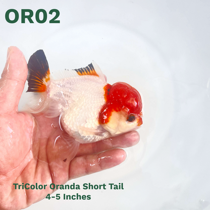 Tri Color Oranda Short Tail | You Pick Goldfish