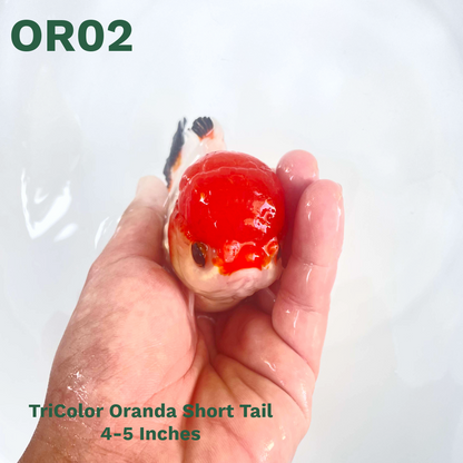 Tri Color Oranda Short Tail | You Pick Goldfish