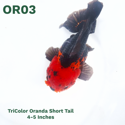 Tri Color Oranda Short Tail | You Pick Goldfish