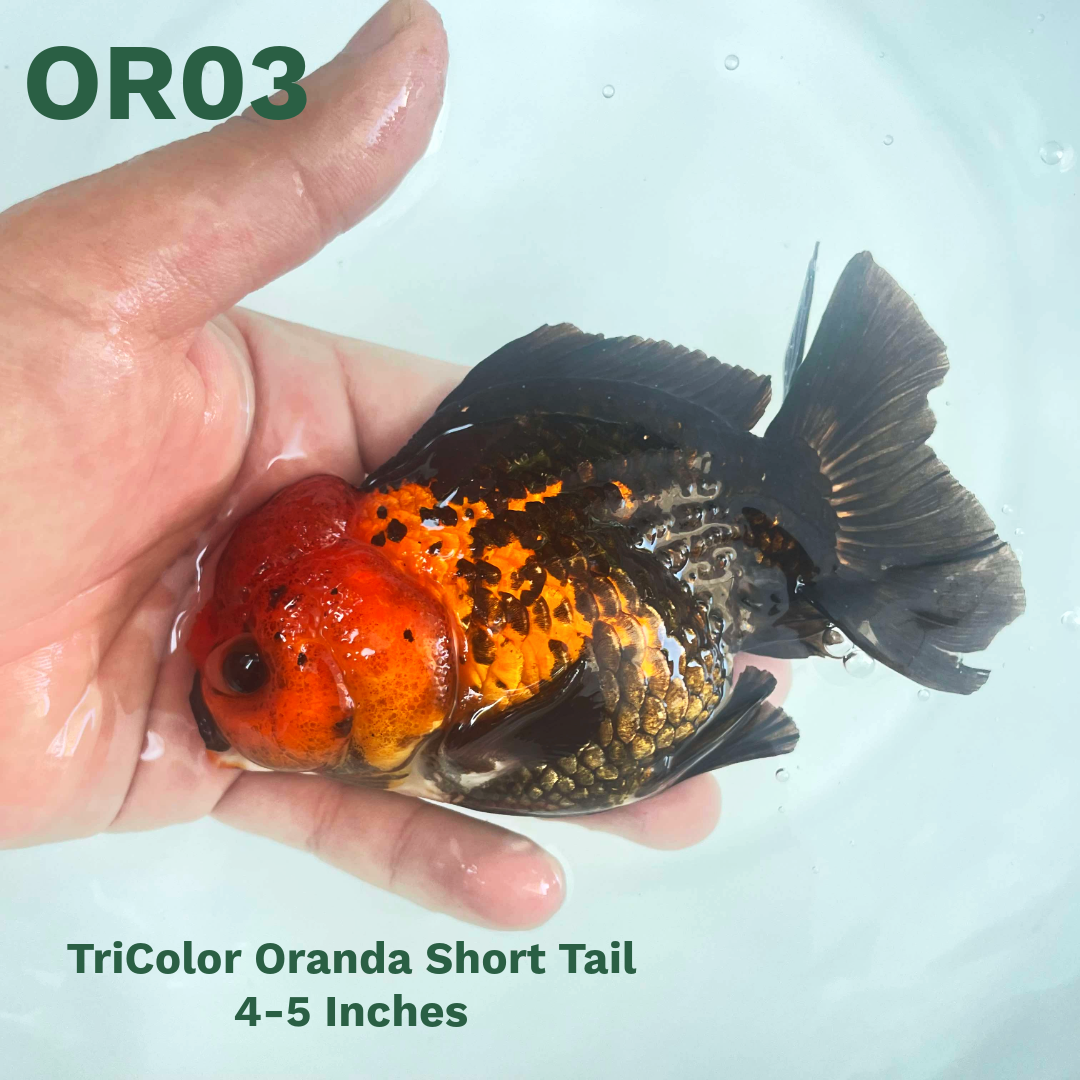 Tri Color Oranda Short Tail | You Pick Goldfish