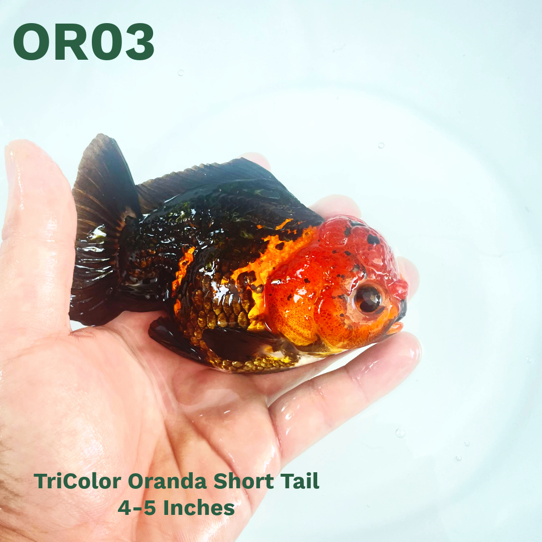 Tri Color Oranda Short Tail | You Pick Goldfish