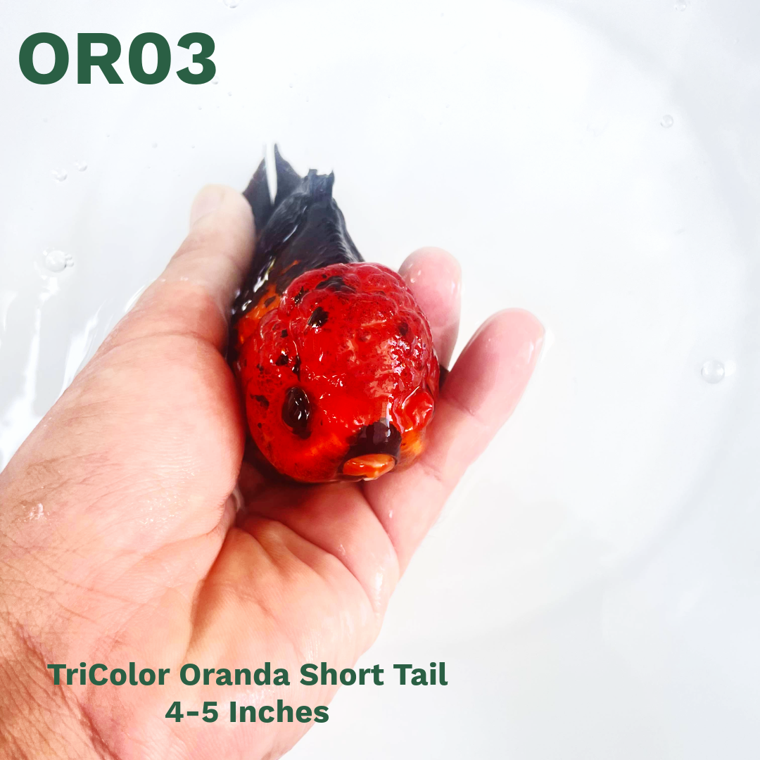 Tri Color Oranda Short Tail | You Pick Goldfish