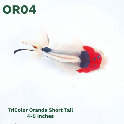 Tri Color Oranda Short Tail | You Pick Goldfish