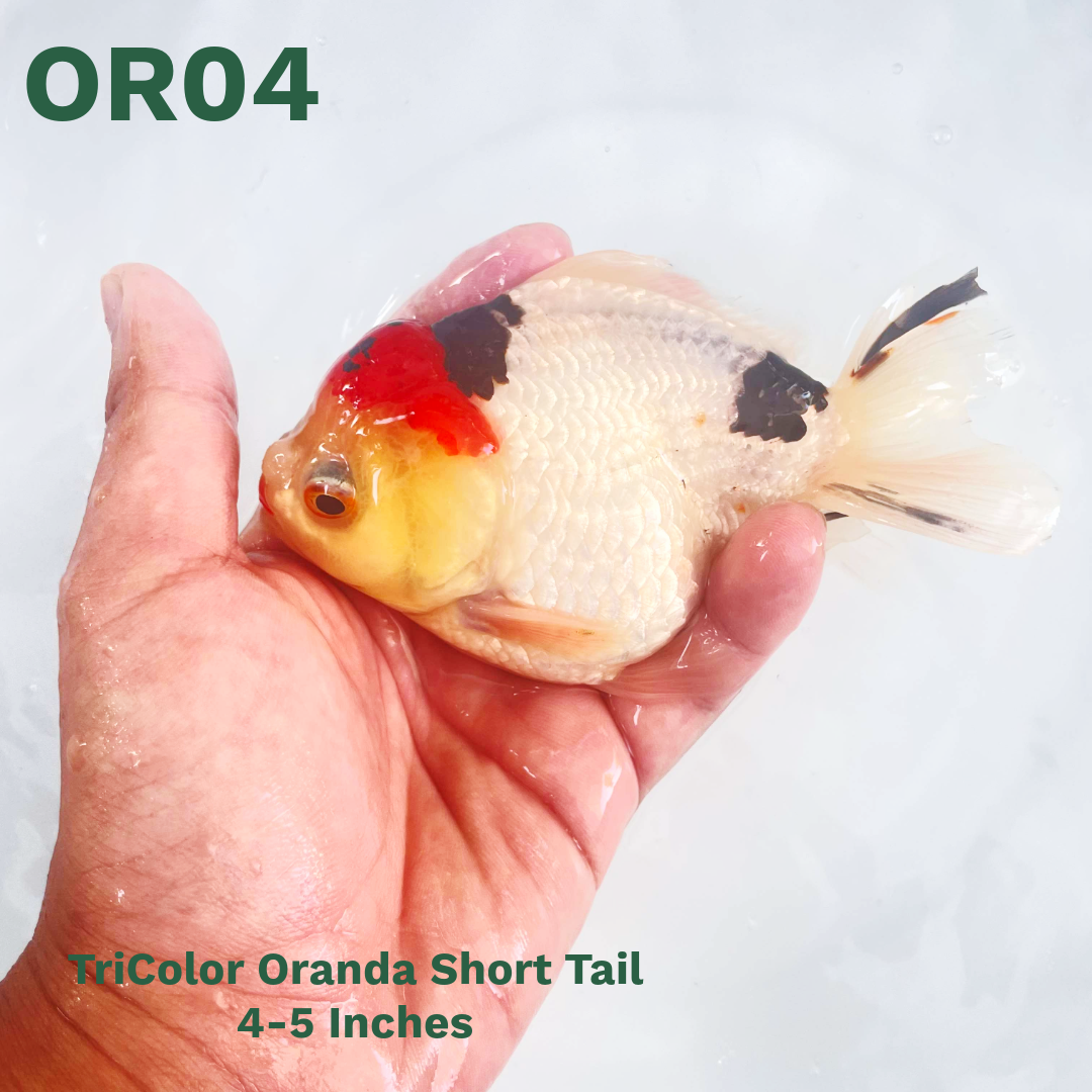 Tri Color Oranda Short Tail | You Pick Goldfish