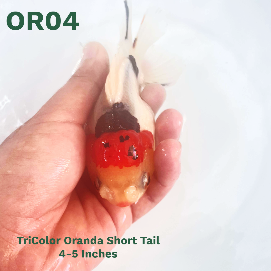 Tri Color Oranda Short Tail | You Pick Goldfish