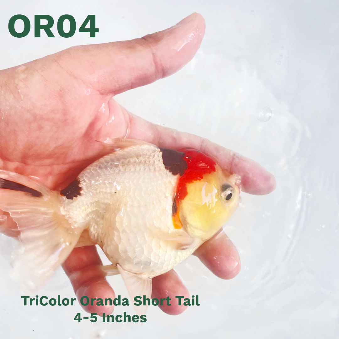 Tri Color Oranda Short Tail | You Pick Goldfish