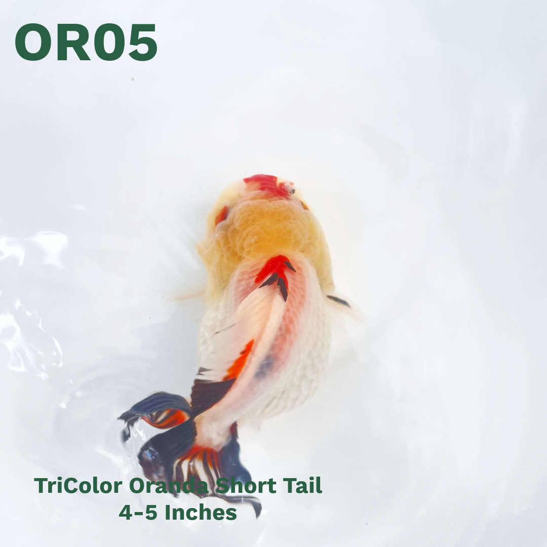 Tri Color Oranda Short Tail | You Pick Goldfish