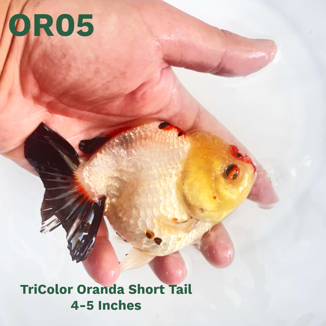 Tri Color Oranda Short Tail | You Pick Goldfish