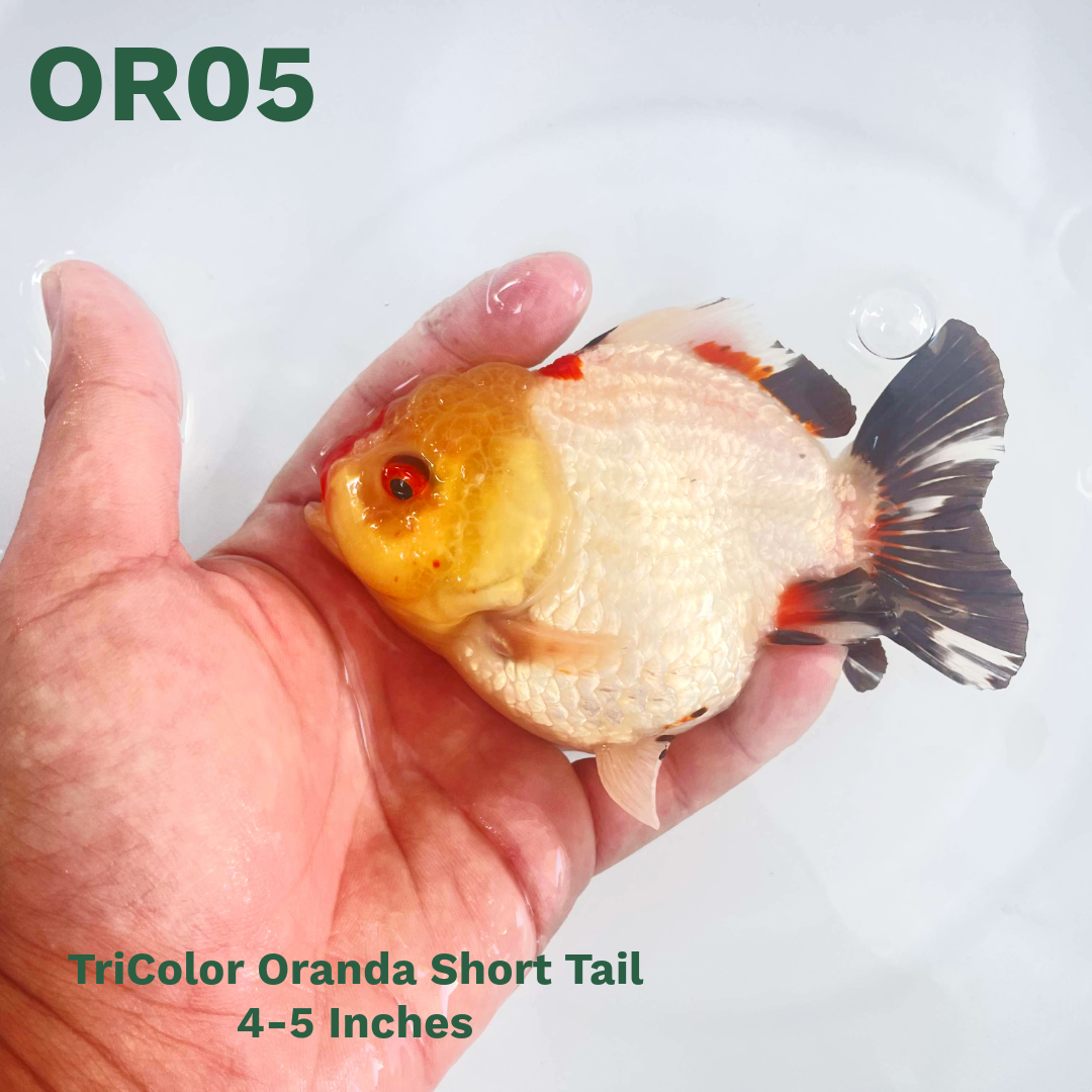 Tri Color Oranda Short Tail | You Pick Goldfish