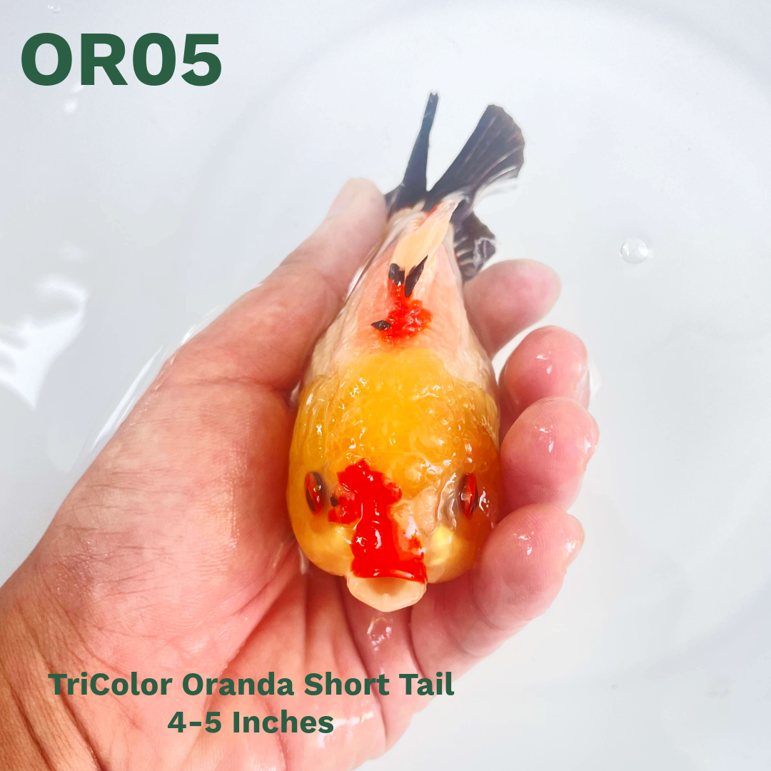 Tri Color Oranda Short Tail | You Pick Goldfish