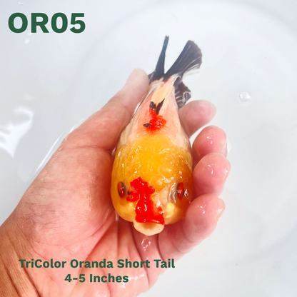 Tri Color Oranda Short Tail | You Pick Goldfish