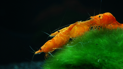 Orange Pumpkin Spice Sakura Neocaridia Shrimp