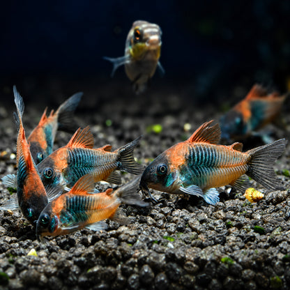 Orange Venezuelan Cory Catfish – Corydoras Venezuelanus