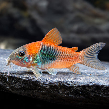 Orange Venezuelan Cory Catfish – Corydoras Venezuelanus