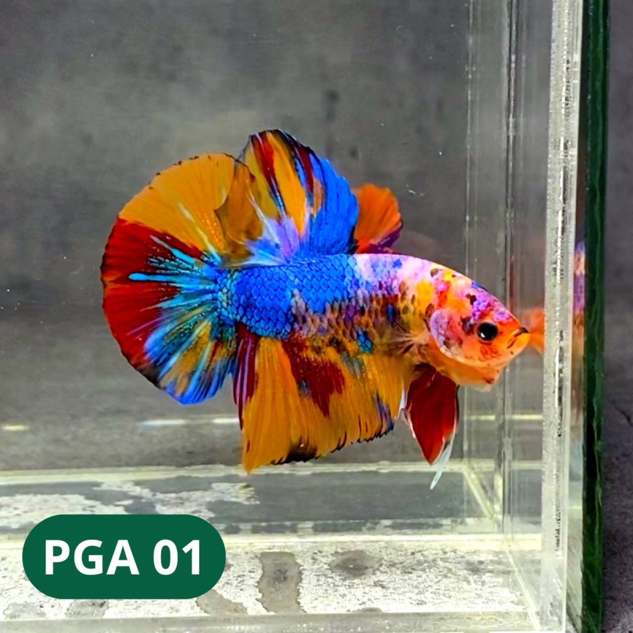 King Giant Plakat Male Betta Fish | You Pick Fish | High Grade