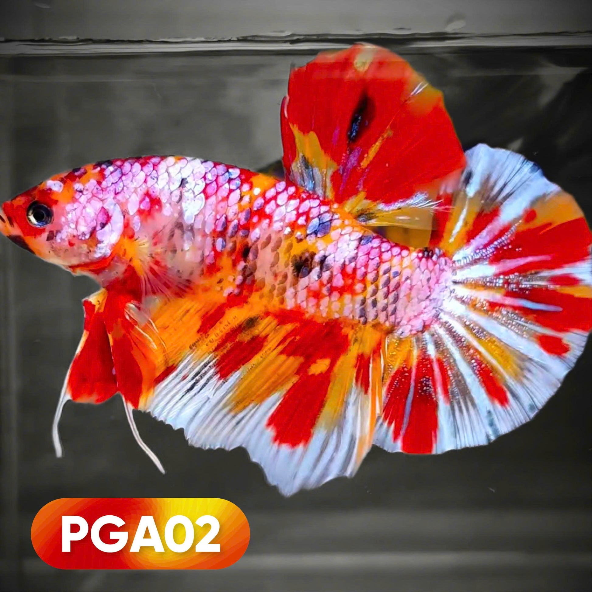 Koi Nemo Giant Betta Fish