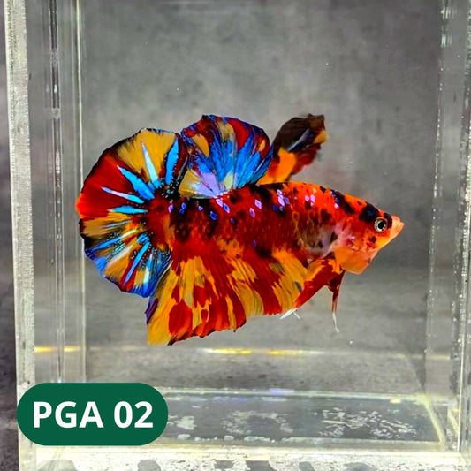 King Giant Plakat Male Betta Fish | You Pick Fish | High Grade
