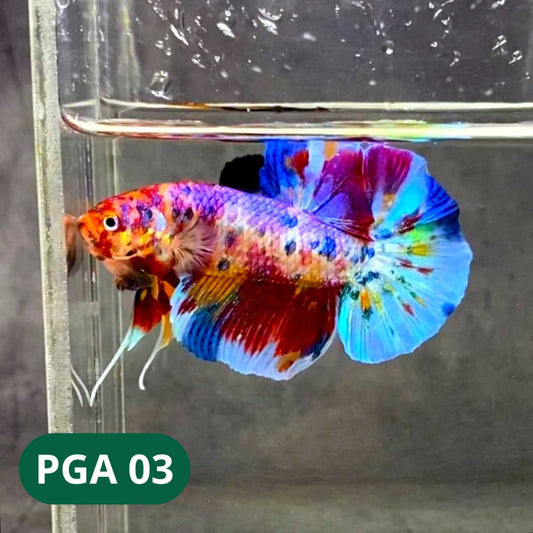King Giant Plakat Male Betta Fish | You Pick Fish | High Grade
