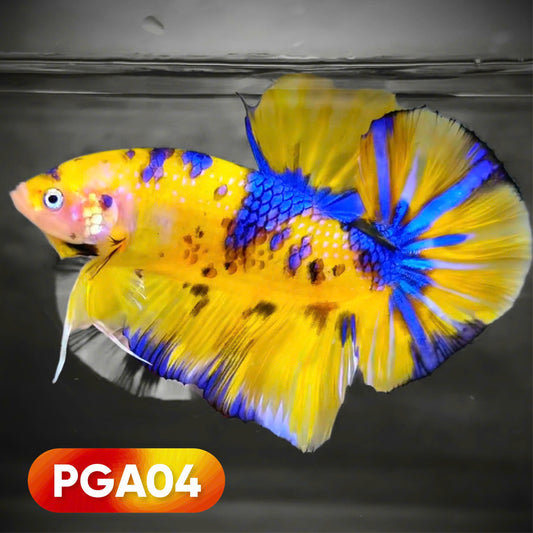 Koi Yellow Giant Betta Fish