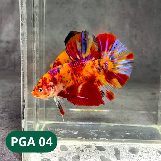 King Giant Plakat Male Betta Fish | You Pick Fish | High Grade