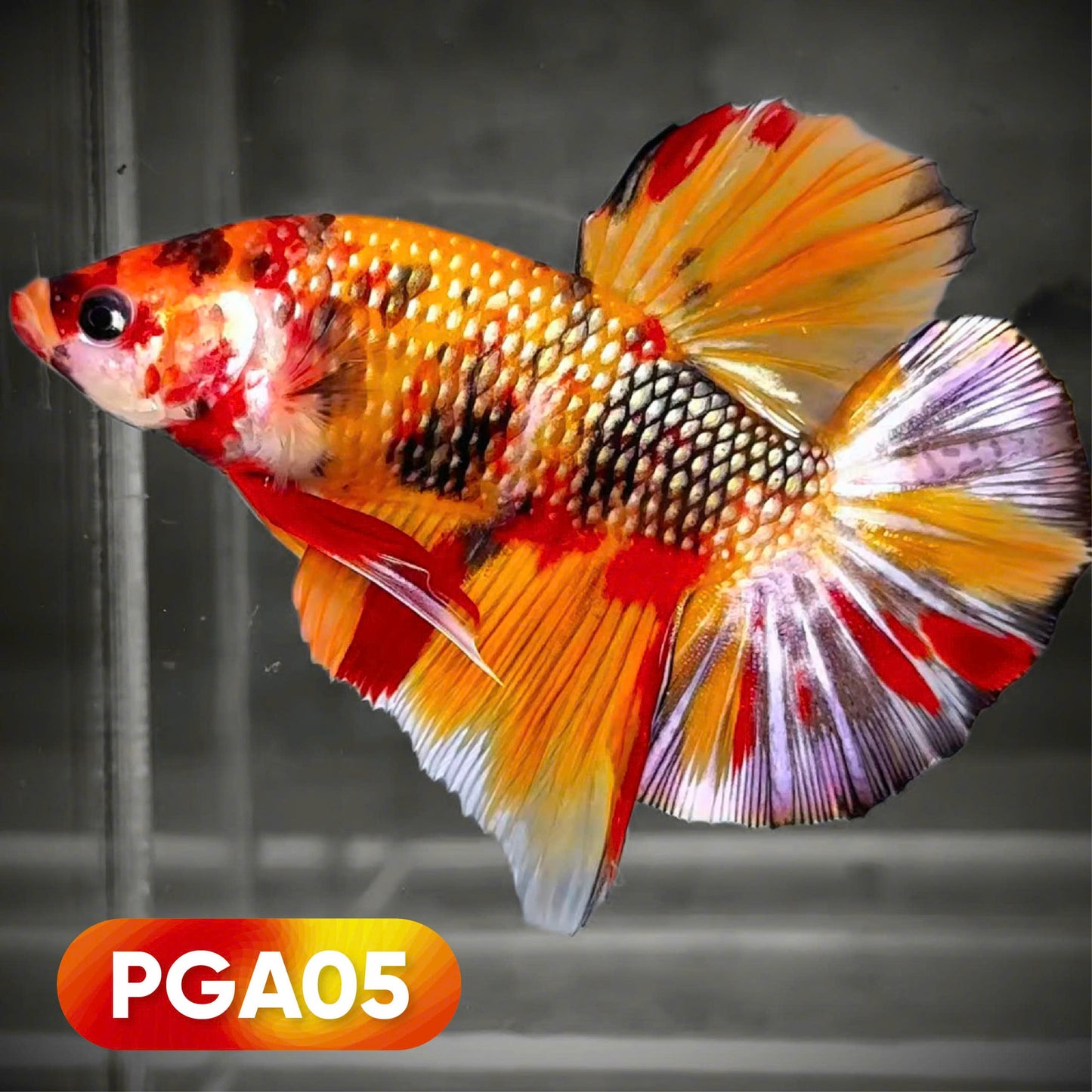 Nemo Copper Giant Male Betta Fish
