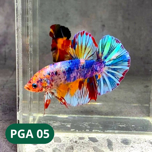 King Giant Plakat Male Betta Fish | You Pick Fish | High Grade