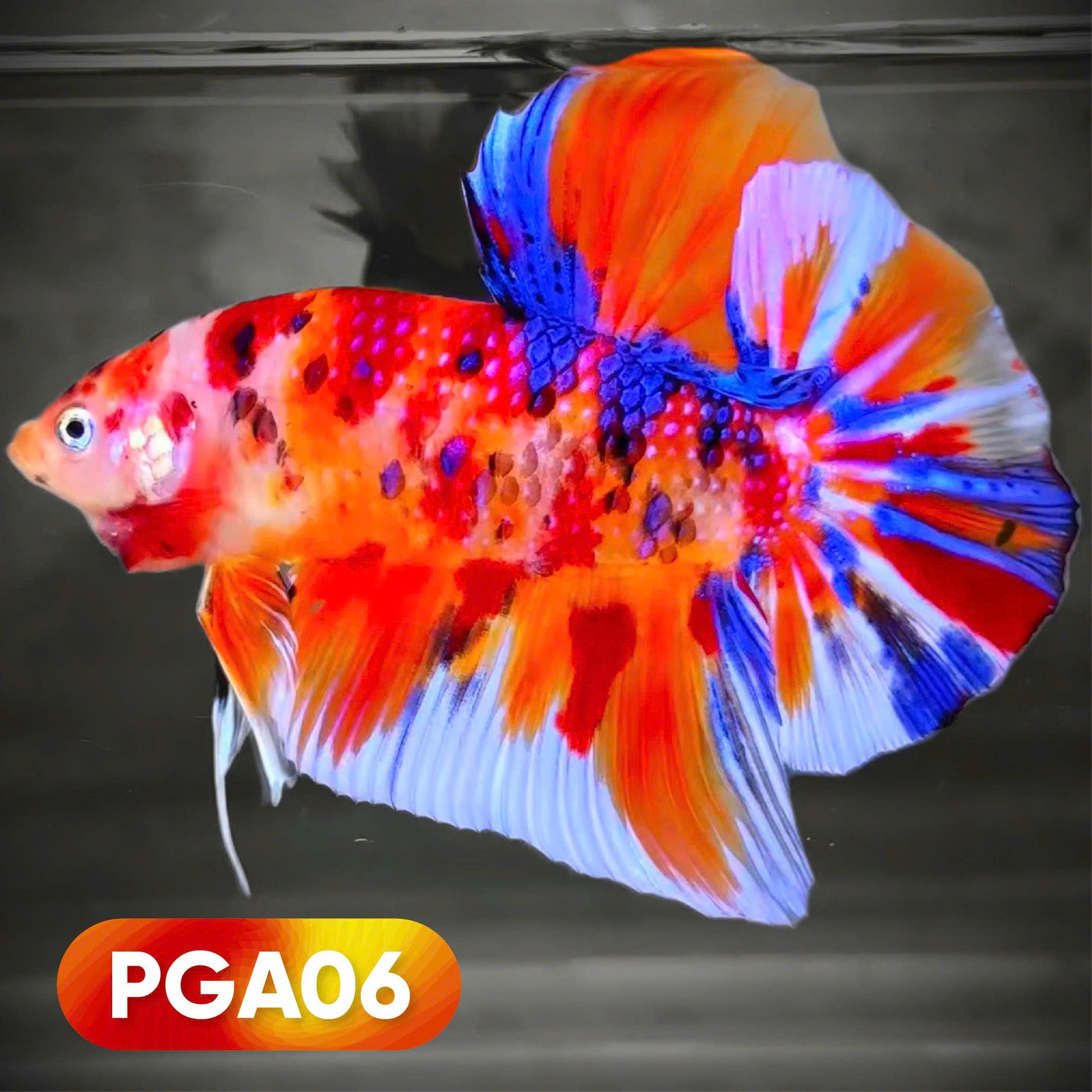Koi Giant Male Betta Fish