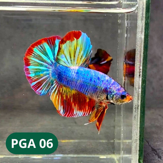 King Giant Plakat Male Betta Fish | You Pick Fish | High Grade