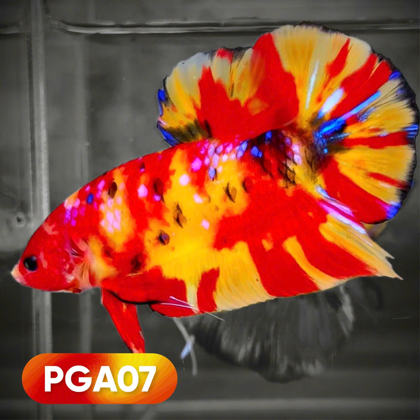 Koi Nemo Giant Male Betta Fish