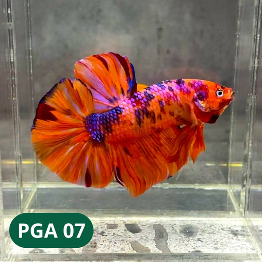 King Giant Plakat Male Betta Fish | You Pick Fish | High Grade