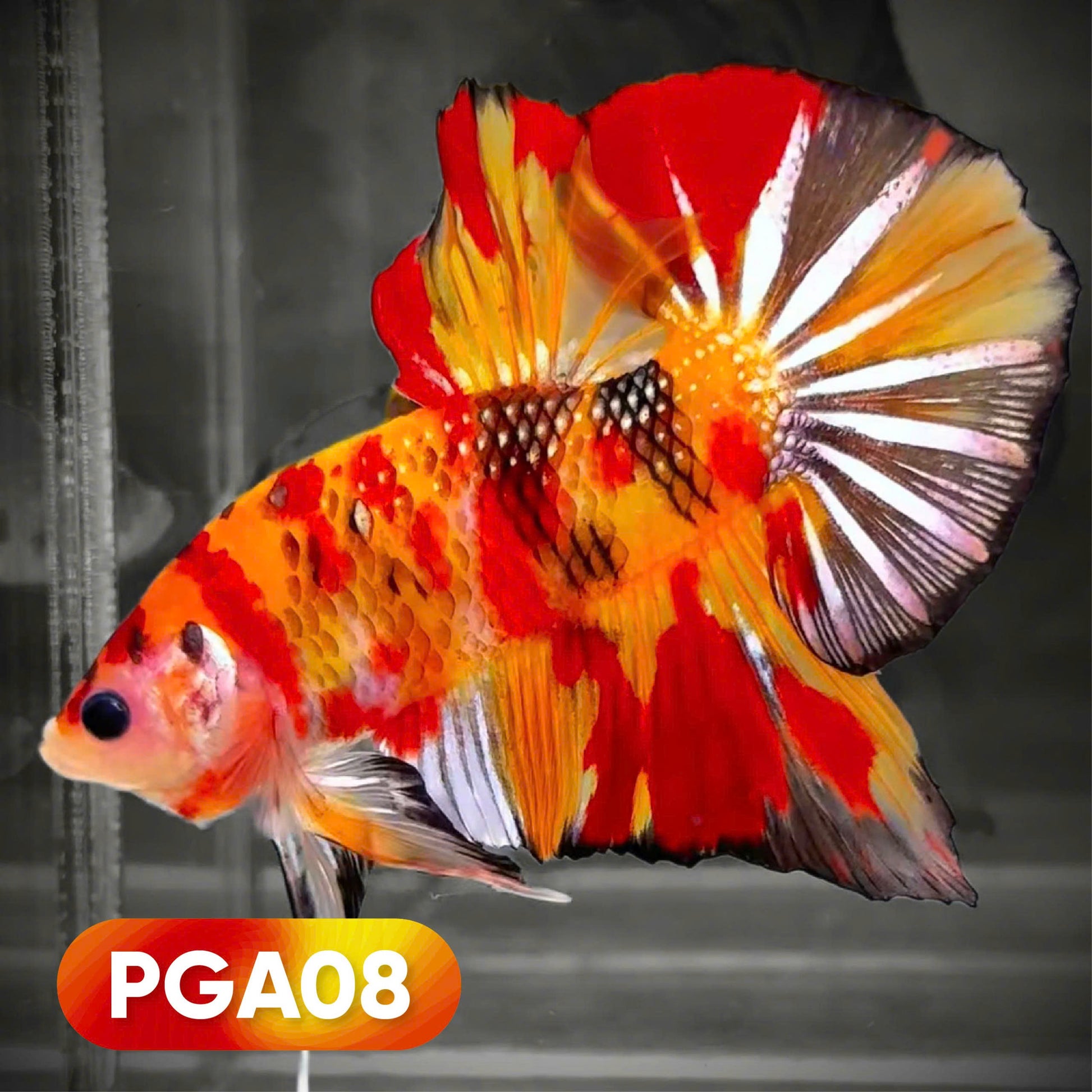 Koi Nemo Copper Giant Male Betta Fish