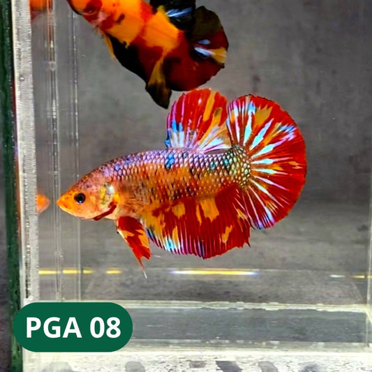 King Giant Plakat Male Betta Fish | You Pick Fish | High Grade