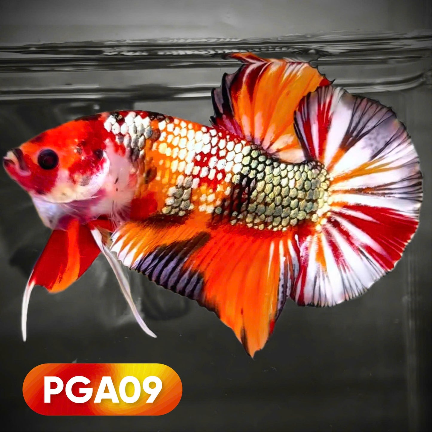 Koi Nemo Giant Betta Fish