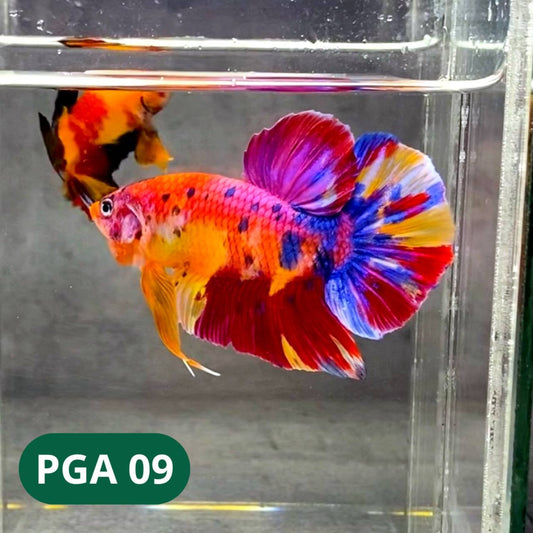 King Giant Plakat Male Betta Fish | You Pick Fish | High Grade