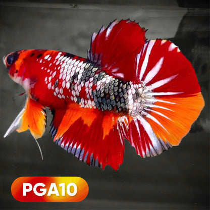 Koi Red Copper Giant Betta Fish