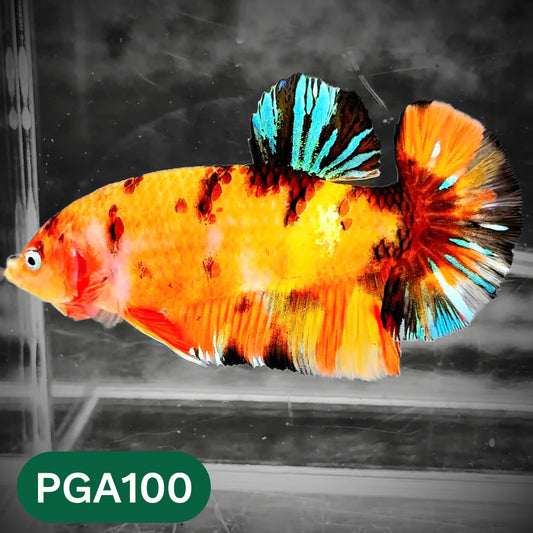 King Giant Plakat Male Betta Fish | You Pick Fish | High Grade