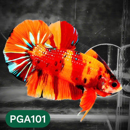 King Giant Plakat Male Betta Fish | You Pick Fish | High Grade