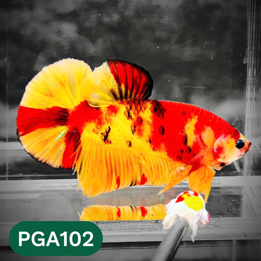 King Giant Plakat Male Betta Fish | You Pick Fish | High Grade