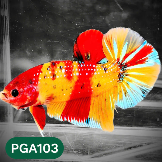 King Giant Plakat Male Betta Fish | You Pick Fish | High Grade