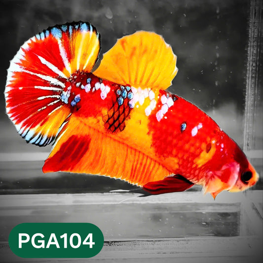 King Giant Plakat Male Betta Fish | You Pick Fish | High Grade