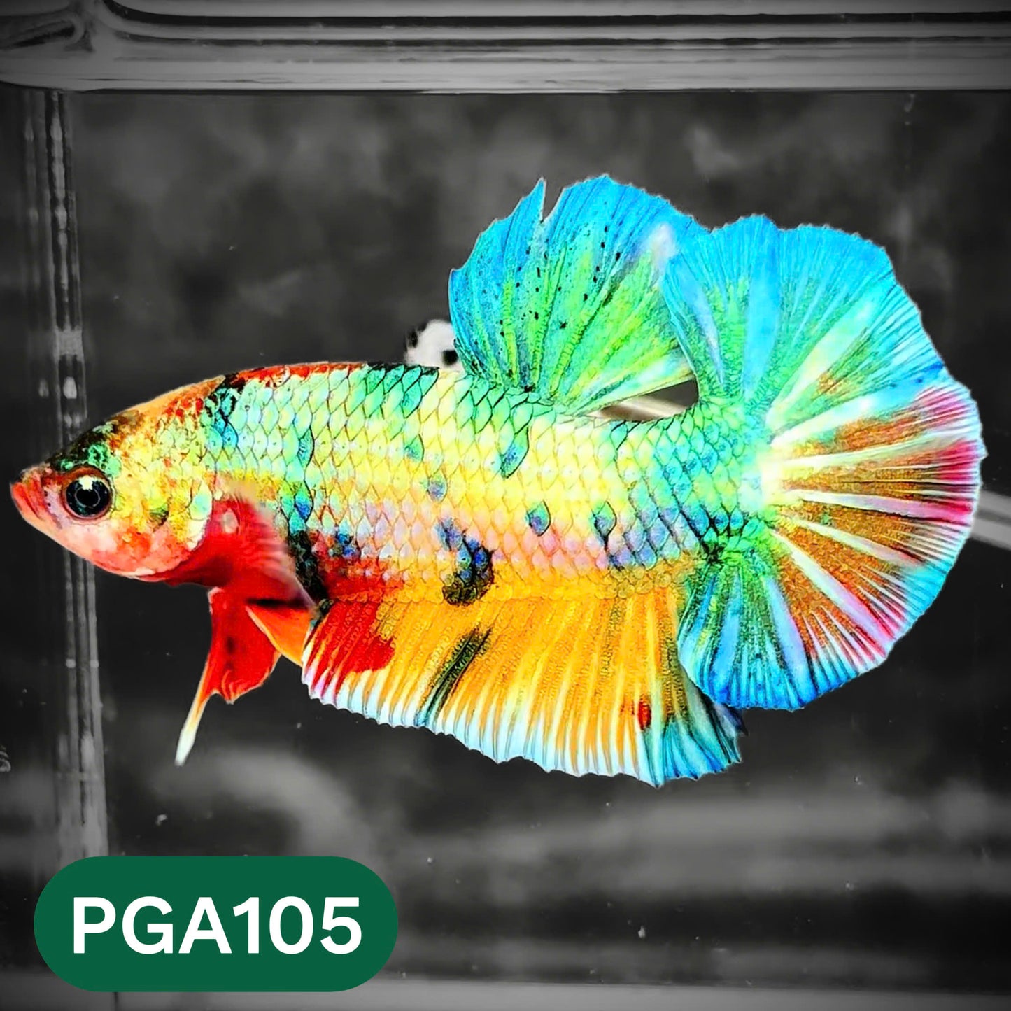 King Giant Plakat Male Betta Fish | You Pick Fish | High Grade