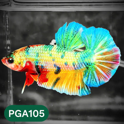 King Giant Plakat Male Betta Fish | You Pick Fish | High Grade