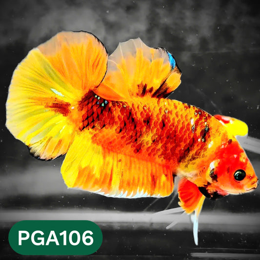 King Giant Plakat Male Betta Fish | You Pick Fish | High Grade