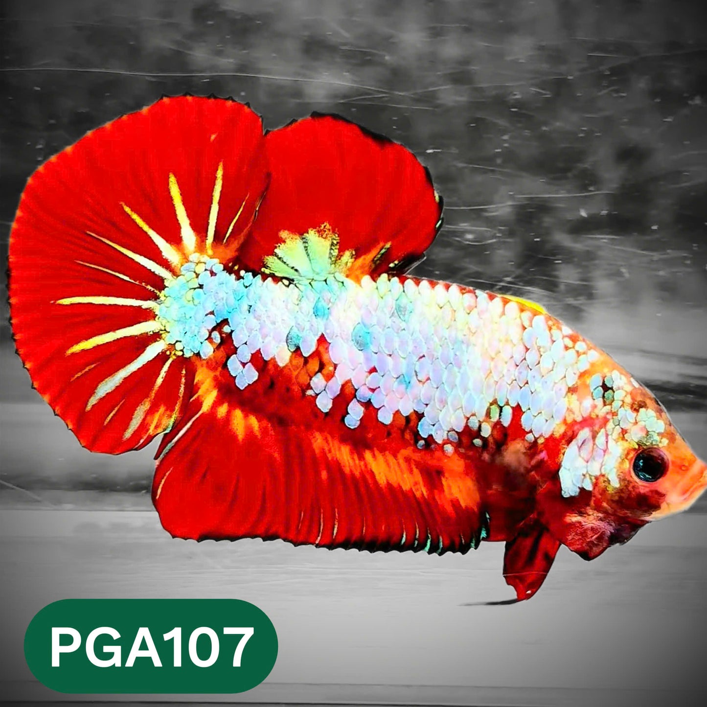 King Giant Plakat Male Betta Fish | You Pick Fish | High Grade